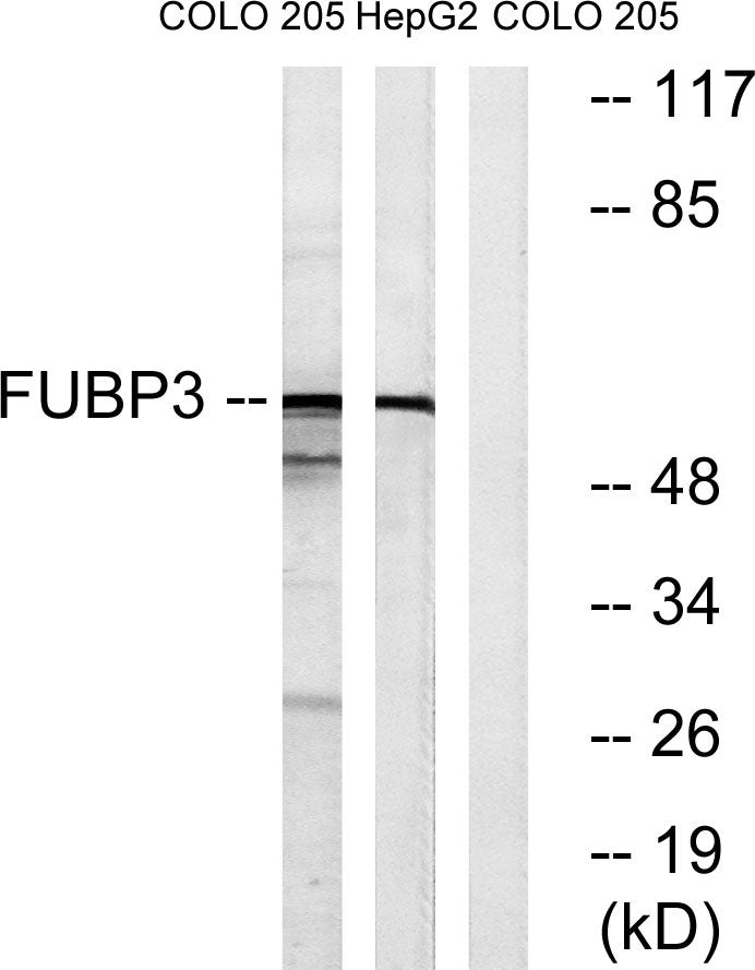 FBP3 Rabbit Polyclonal Antibody