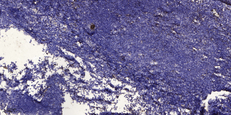 FDC-SP Rabbit Polyclonal Antibody