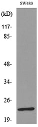 FGF-9 Rabbit Polyclonal Antibody