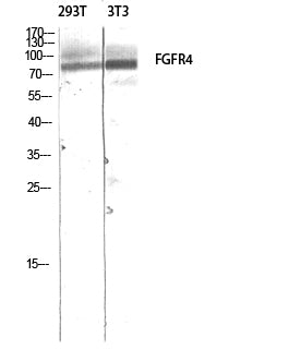 FGFR-4 Rabbit Polyclonal Antibody