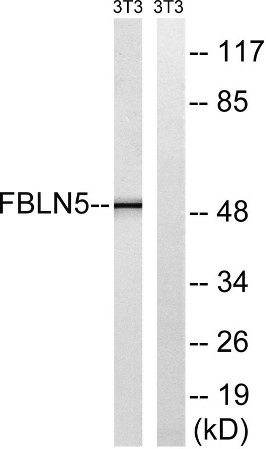Fibulin-5 Rabbit Polyclonal Antibody