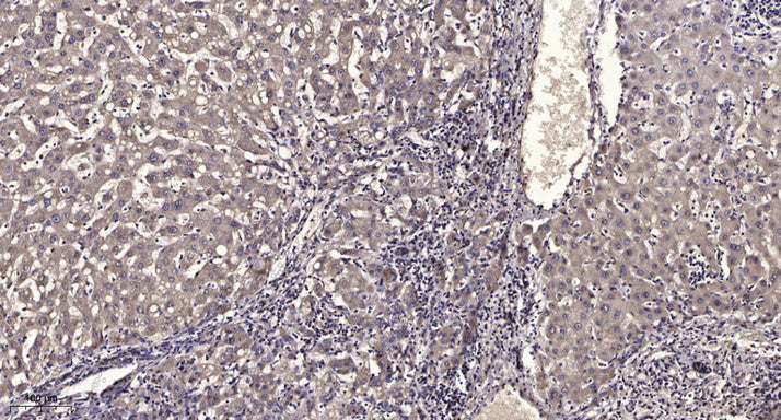 FILA Rabbit Polyclonal Antibody