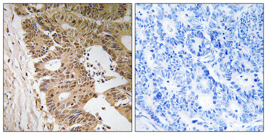 Fliz1 Rabbit Polyclonal Antibody