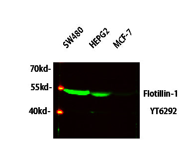 Flotillin-1 Rabbit Polyclonal Antibody