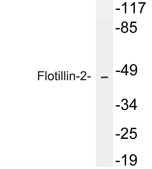 Flotillin-2 Rabbit Polyclonal Antibody