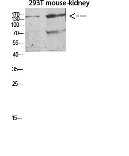 Flt-4 Rabbit Polyclonal Antibody