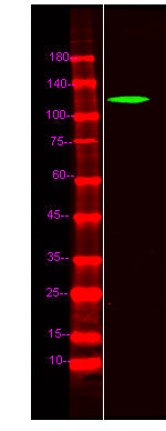 FOG1 Rabbit Polyclonal Antibody