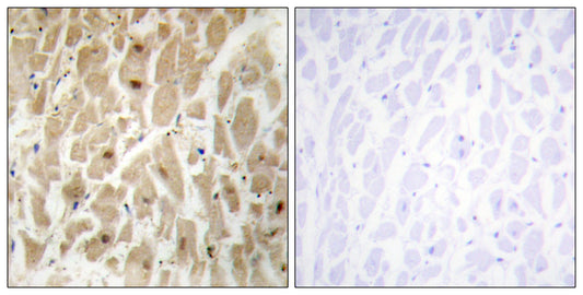FoxD3 Rabbit Polyclonal Antibody