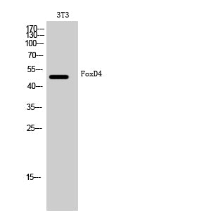 FoxD4 Rabbit Polyclonal Antibody