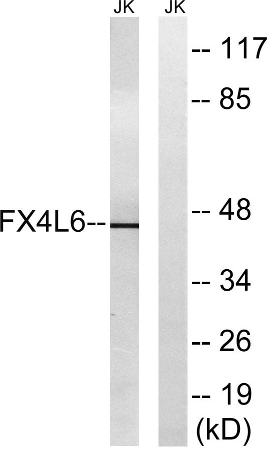 FoxD4/D4L Rabbit Polyclonal Antibody