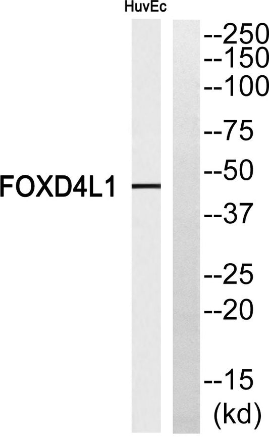 FoxD4L1 Rabbit Polyclonal Antibody