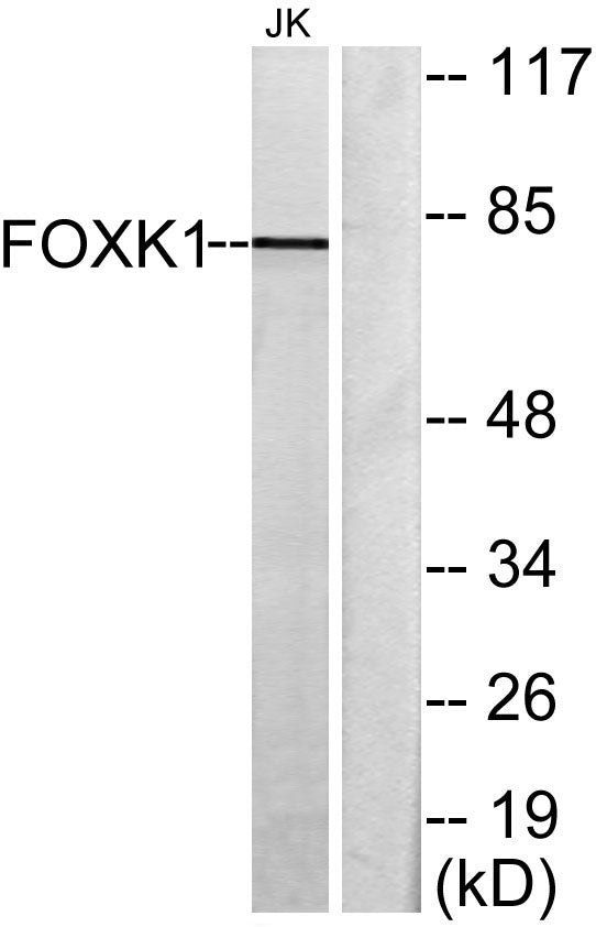 FoxK1 Rabbit Polyclonal Antibody