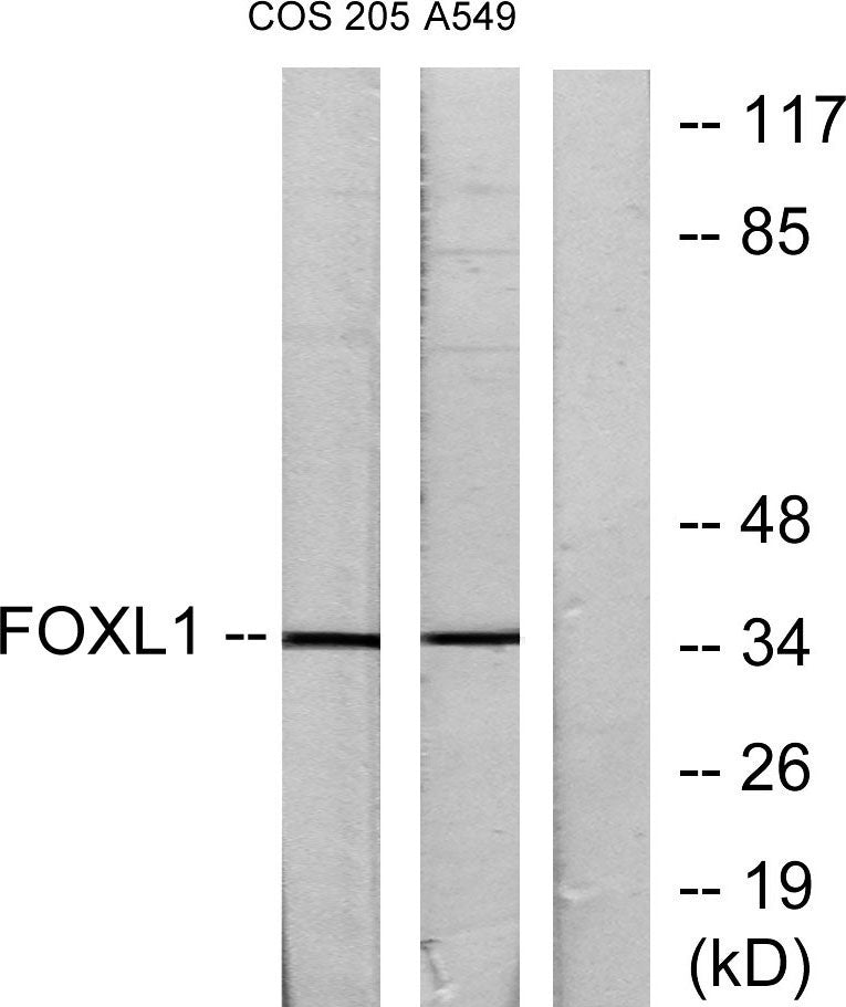 FoxL1 Rabbit Polyclonal Antibody