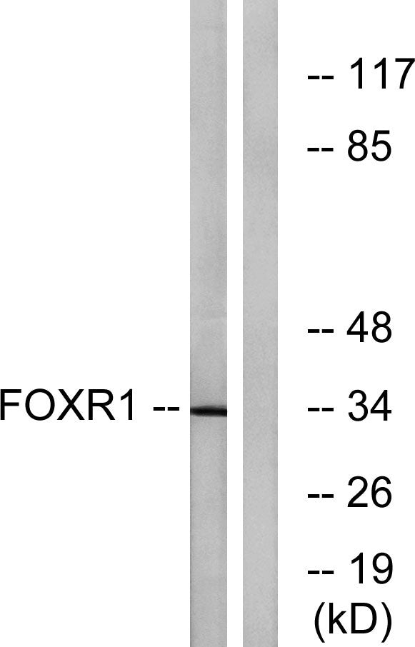 FoxR1 Rabbit Polyclonal Antibody