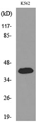 Fractalkine Rabbit Polyclonal Antibody