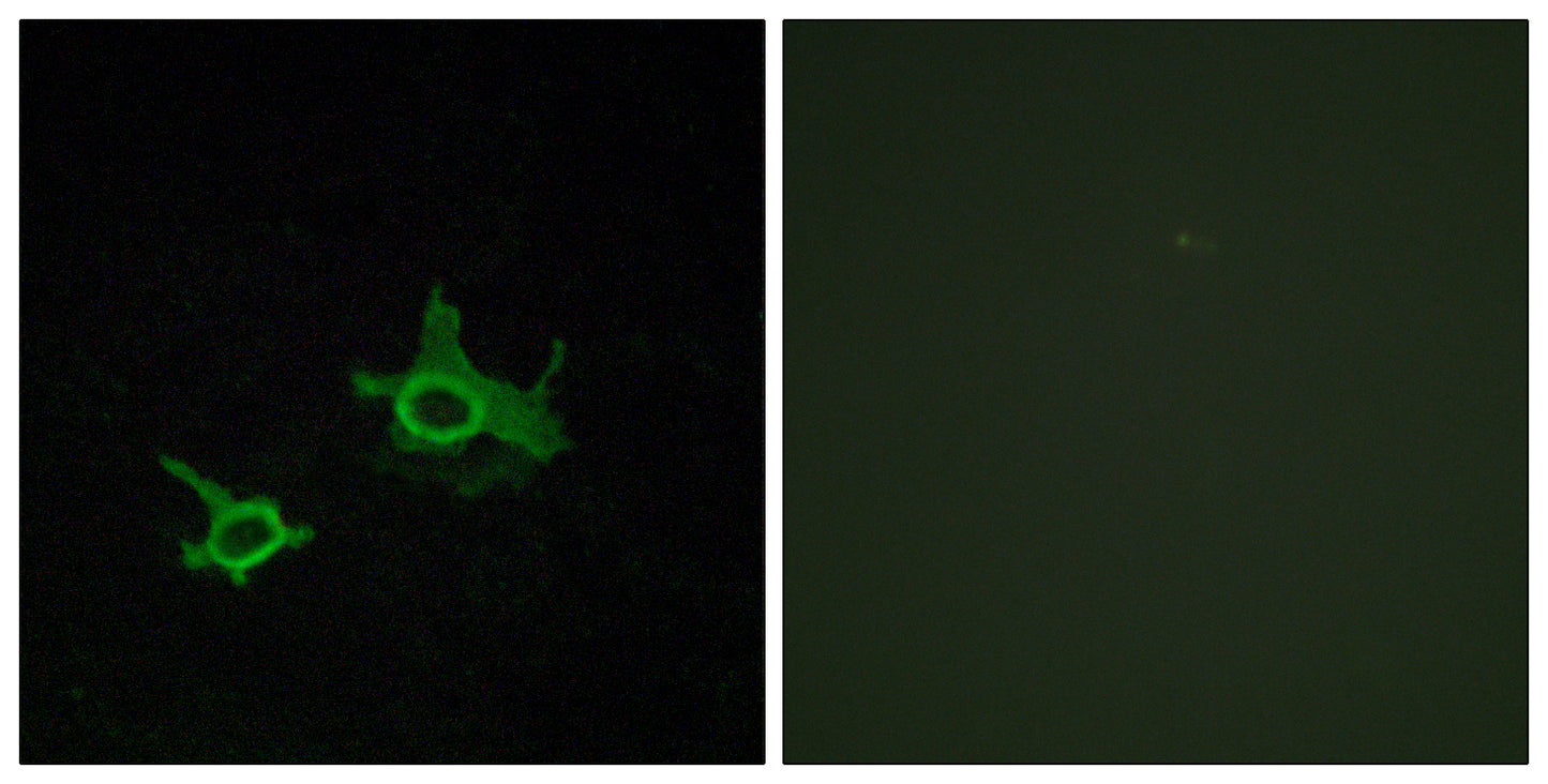 Frizzled-3 Rabbit Polyclonal Antibody