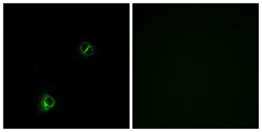Frizzled-9 Rabbit Polyclonal Antibody