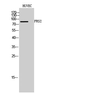 FRS2 Rabbit Polyclonal Antibody