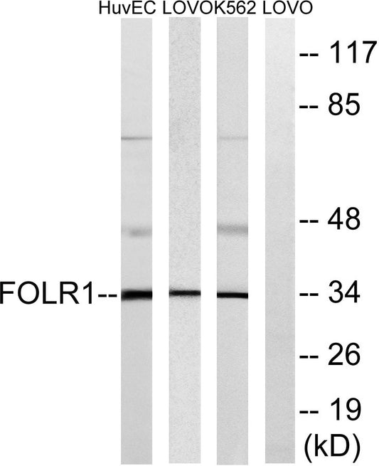 FR-α Rabbit Polyclonal Antibody