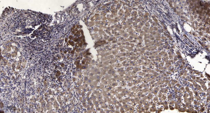 FUT2 Rabbit Polyclonal Antibody