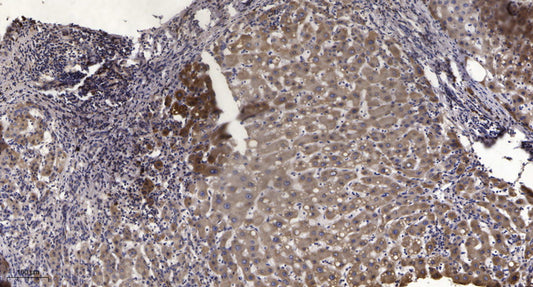 FUT2 Rabbit Polyclonal Antibody