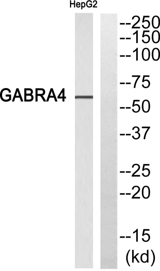 GABAA Rα4 Rabbit Polyclonal Antibody
