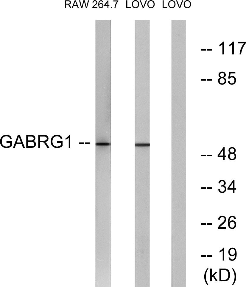 GABAA Rγ1 Rabbit Polyclonal Antibody