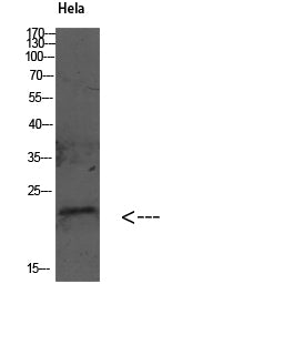GABARAP Rabbit Polyclonal Antibody