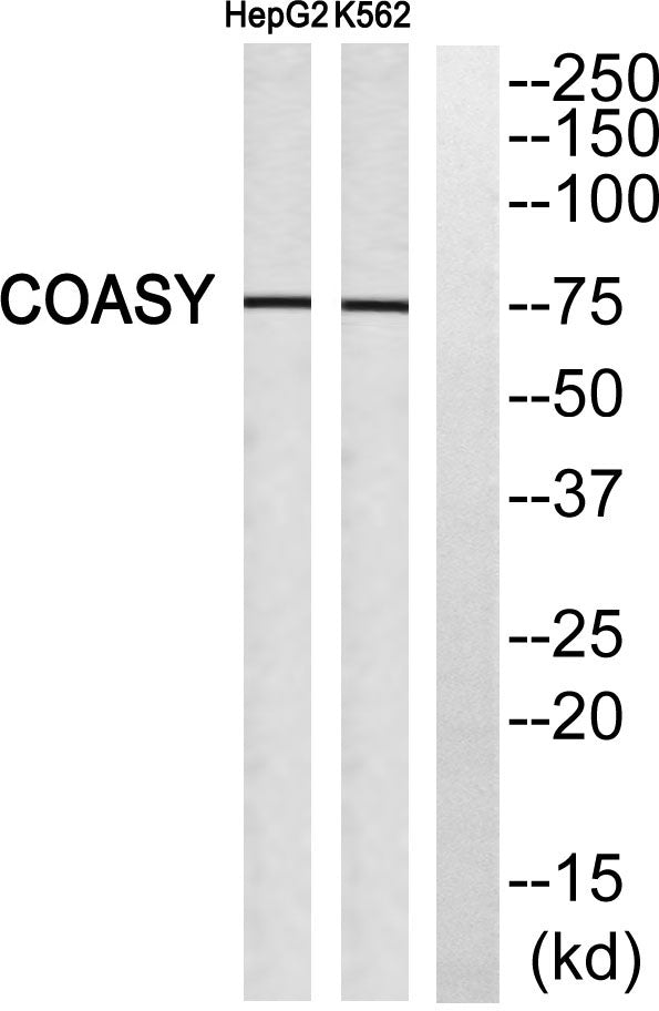 GADD 45γ Rabbit Polyclonal Antibody