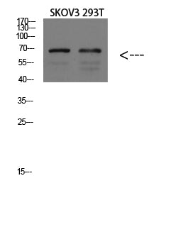 GADD34 Rabbit Polyclonal Antibody