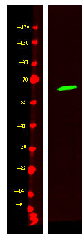 GADL1 Rabbit Polyclonal Antibody