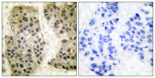 GANP Rabbit Polyclonal Antibody