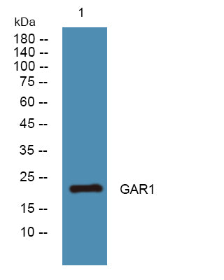 GAR1 Rabbit Polyclonal Antibody