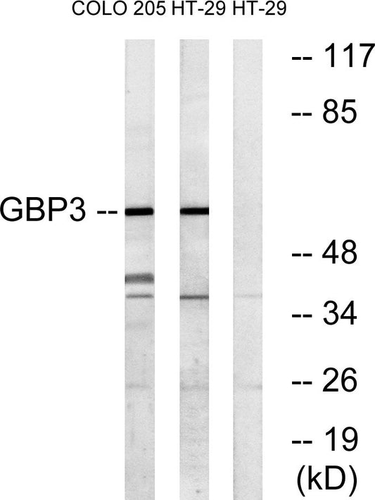 GBP3 Rabbit Polyclonal Antibody
