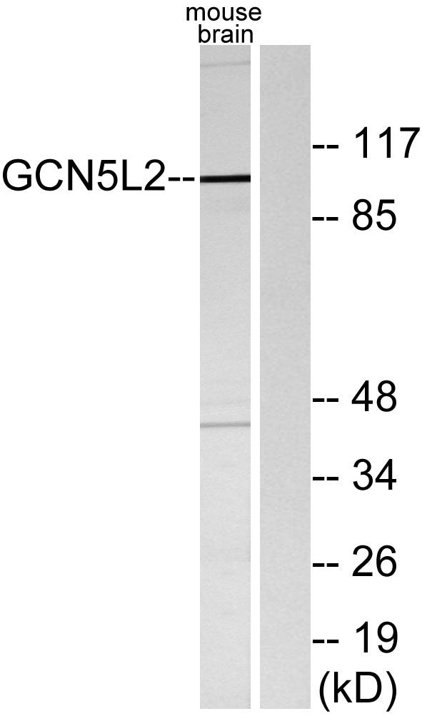 GCN5 Rabbit Polyclonal Antibody
