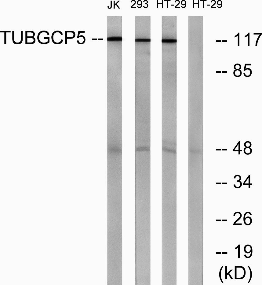GCP5 Rabbit Polyclonal Antibody