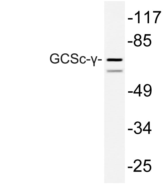 GCSc-γ Rabbit Polyclonal Antibody