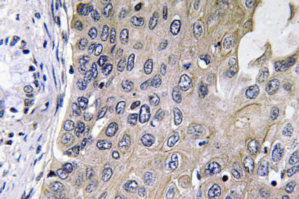 GCS-α-1 Rabbit Polyclonal Antibody