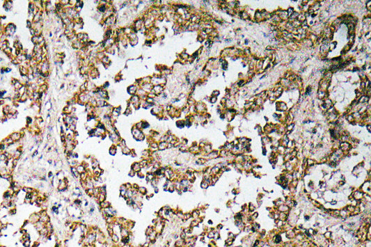 GDF-8 Rabbit Polyclonal Antibody