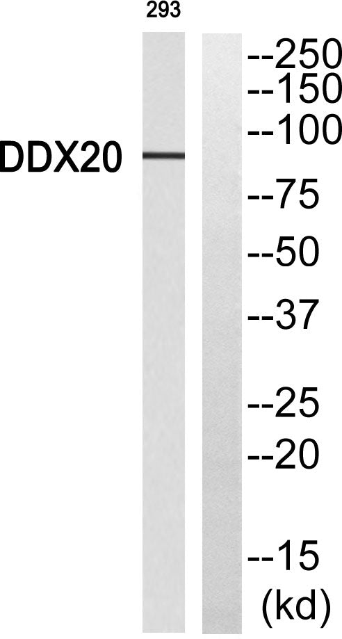 Gemin3 Rabbit Polyclonal Antibody