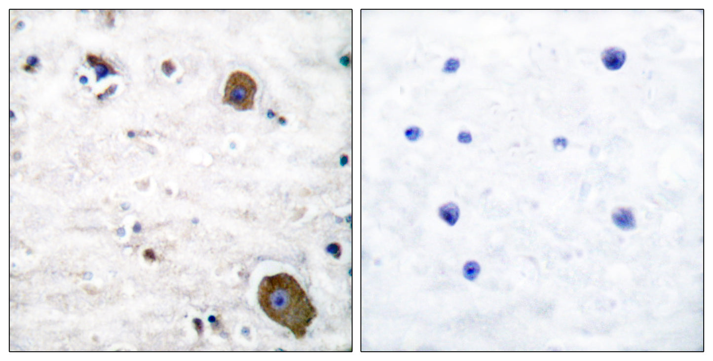 GFRα-1 Rabbit Polyclonal Antibody