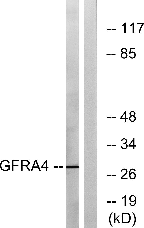 GFRα-4 Rabbit Polyclonal Antibody