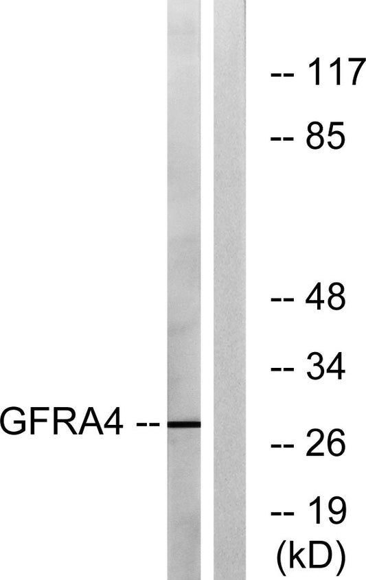GFRα-4 Rabbit Polyclonal Antibody