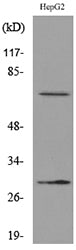 GGT1 Rabbit Polyclonal Antibody