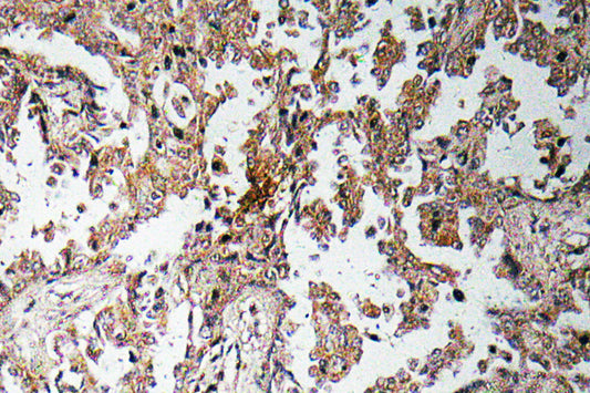 Ghrelin Rabbit Polyclonal Antibody