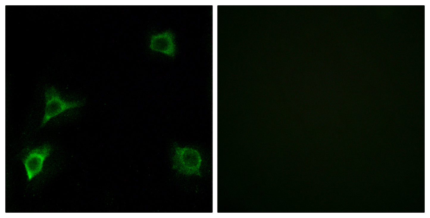 GluR-δ2 Rabbit Polyclonal Antibody