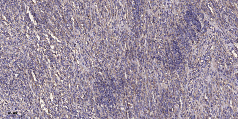 Glutaredoxin-1  Rabbit Polyclonal Antibody