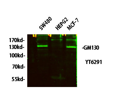 GM130 Rabbit Polyclonal Antibody