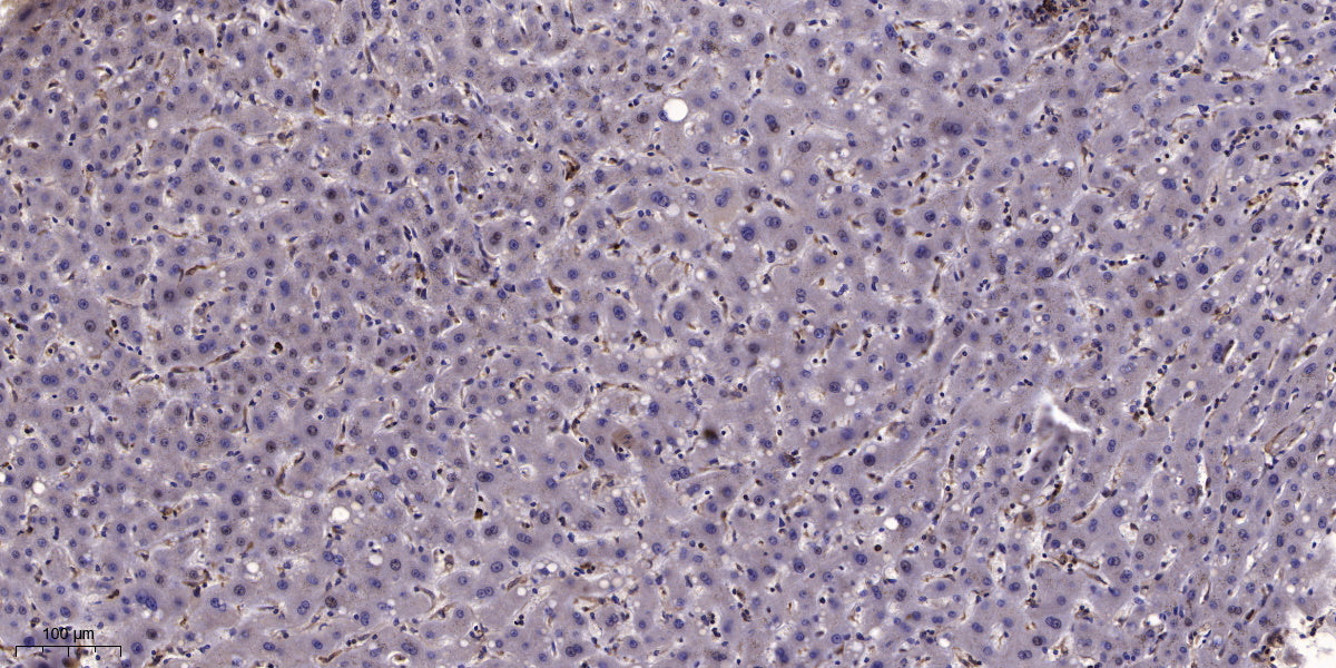 GNG12 Rabbit Polyclonal Antibody