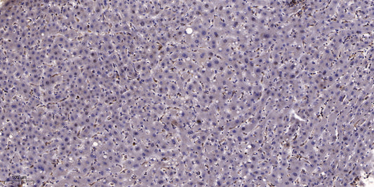 GNG12 Rabbit Polyclonal Antibody